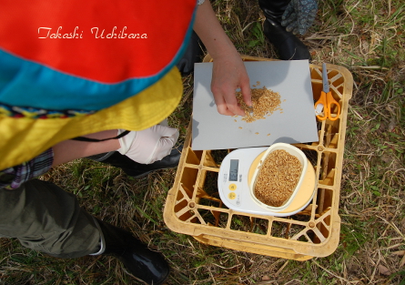 田んぼ 米 種まき 無農薬 有機栽培 育てる 作る
