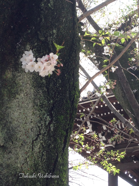 春 花見 桜 新宿御苑