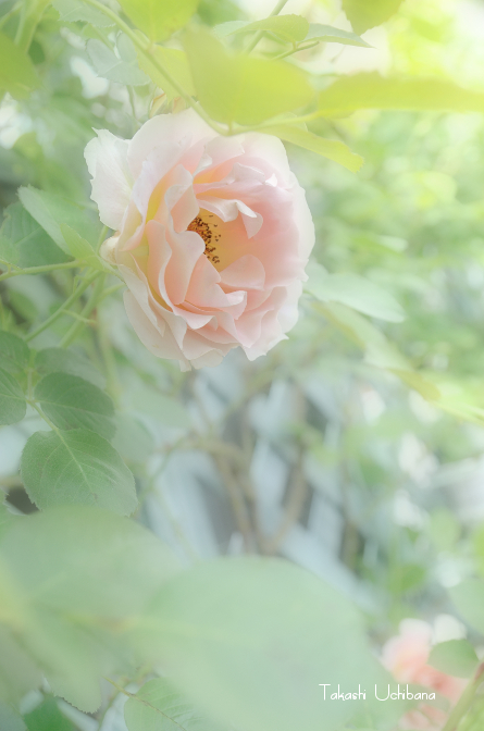 バラ つるバラ クライミングローズ ＣＬ ロココ