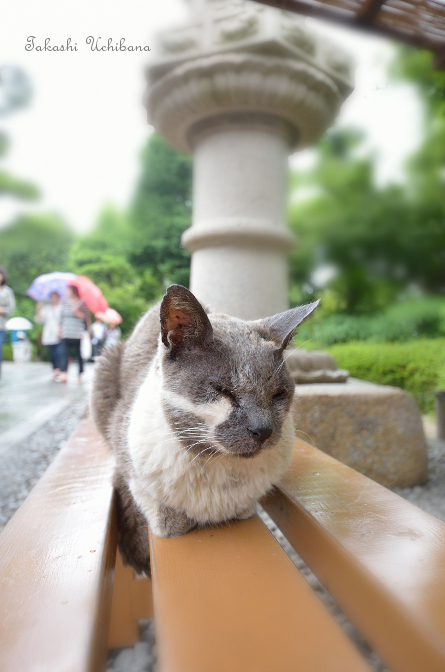  鎌倉 長谷寺の猫 
