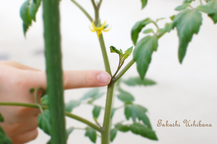  本気野菜　本気トマトを育てる おいしい育て方 脇芽を摘む