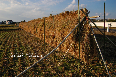 田んぼ 秋 米作り 稲刈り はざ掛け　無農薬 有機栽培 育てる 作る