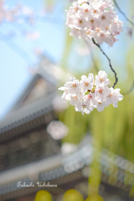 桜だより2015 関東 東京 麻布 