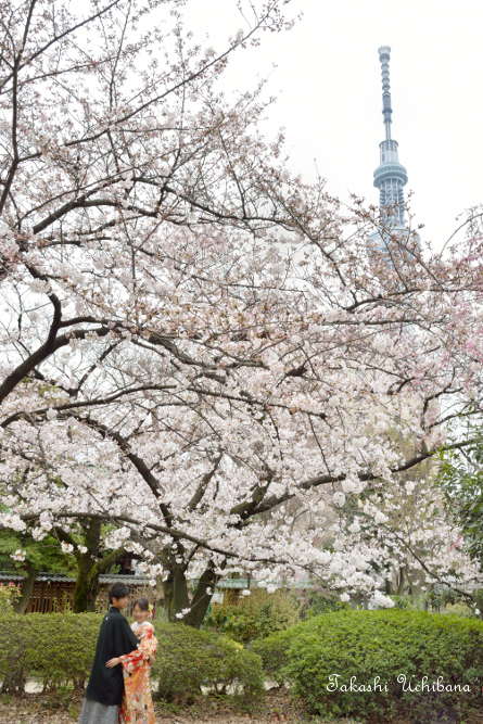 桜だより2015 関東 東京 墨田公園 スカイツリー 結婚式 
