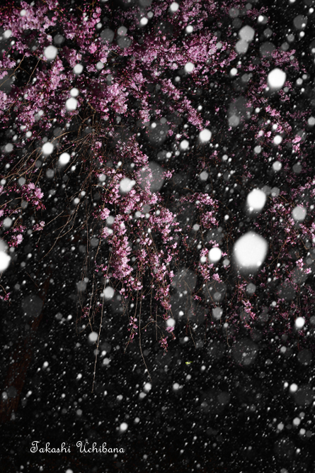 桜だより2015 関東 横浜 雪見桜 