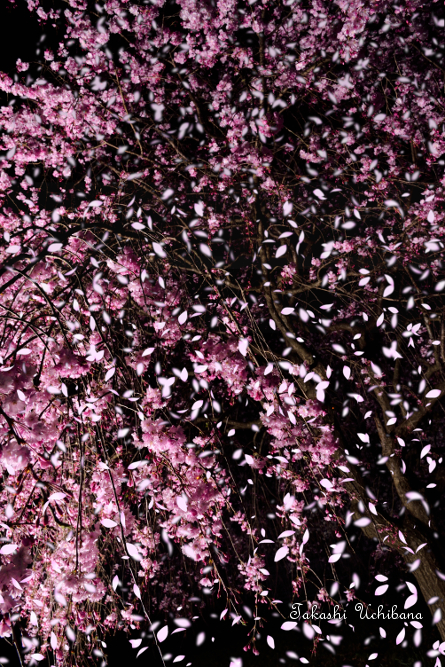 桜だより2015 関東 横浜 桜吹雪 