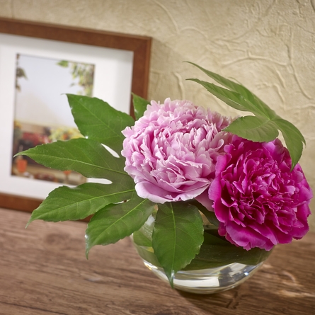 自宅で楽しむ 5月旬の花 芍薬 飾り方 フレッシュ便